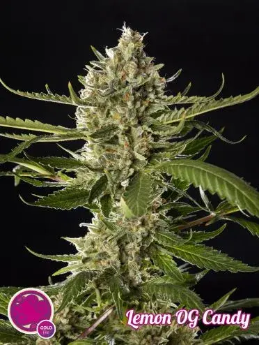 Lemon OG Candy Feminised Cannabis Seeds | Philosopher Seeds