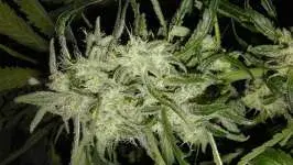  Lemon OG Haze Auto Feminised Cannabis Seeds | Nirvana