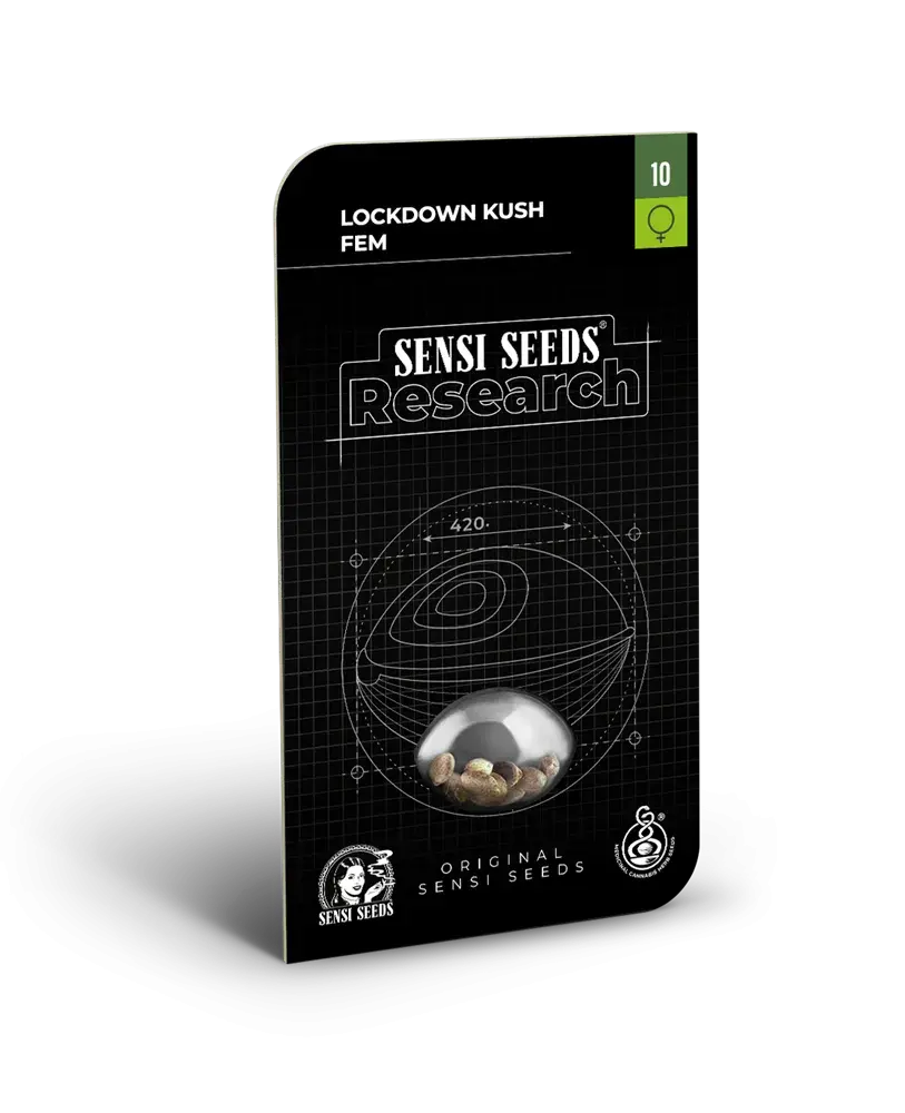 Lockdown Kush Feminised Cannabis Seeds - Sensi Seeds Research