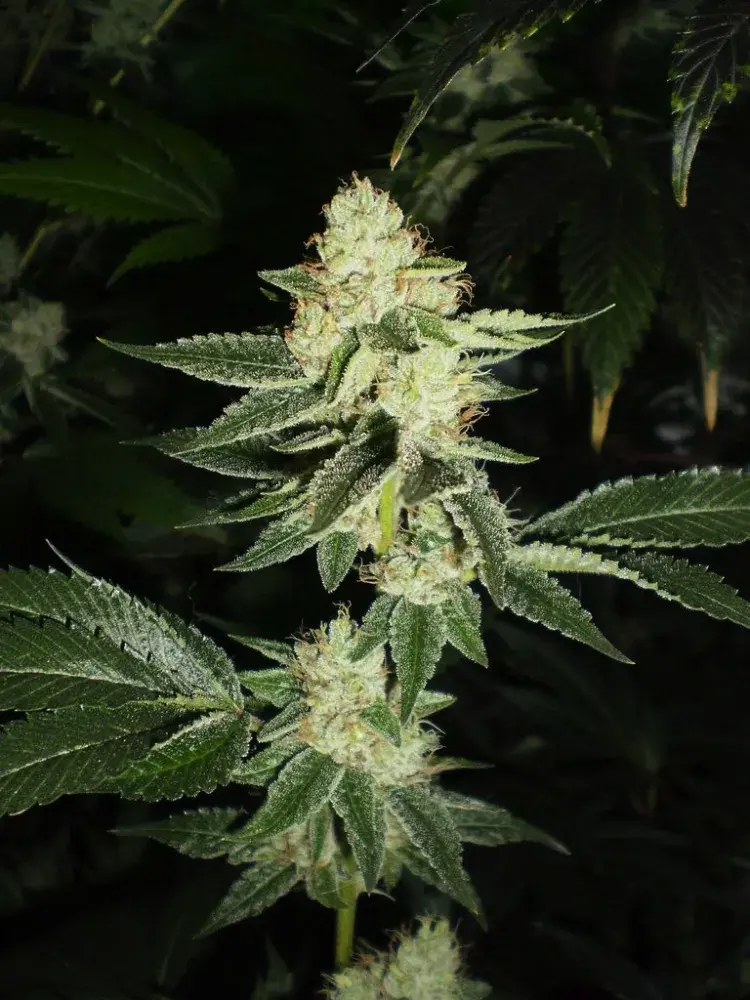 Louis XIII OG Feminised Seeds | Cali Connection