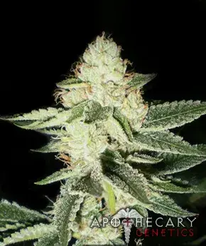  Buy Apothecary Genetics Louie XIII OG Regular Cannabis Seeds