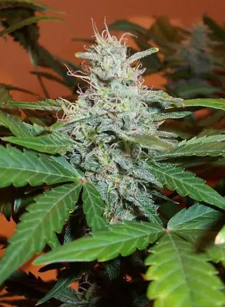 Lowryder #2 Feminised Auto Cannabis Seeds |  BC Bud Depot
