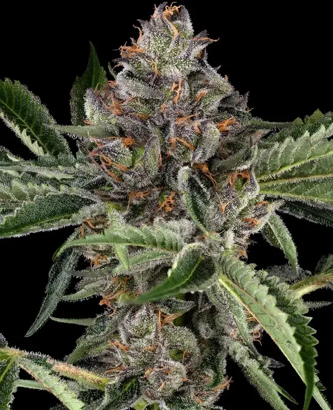 Papaya Jealousy Feminised Cannabis Seeds - Sensi Seeds.