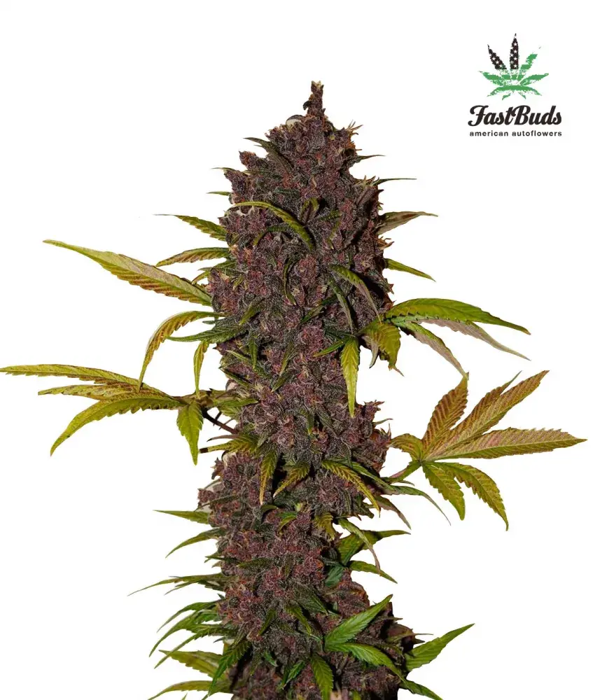 LSD-25 Auto Feminised Cannabis Seeds | Fast Buds