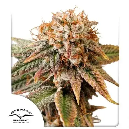 Auto Kingston Punch Feminised Cannabis Seeds | Dutch Passion.