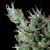 Magnum Platinum Haze Feminised Cannabis Seeds | Delta 9 Labs