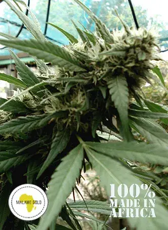 Malawi Gold Regular Cannabis Seeds | Seeds of Africa