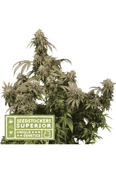 Mandarin Panties Feminised Cannabis Seeds | Seed Stockers