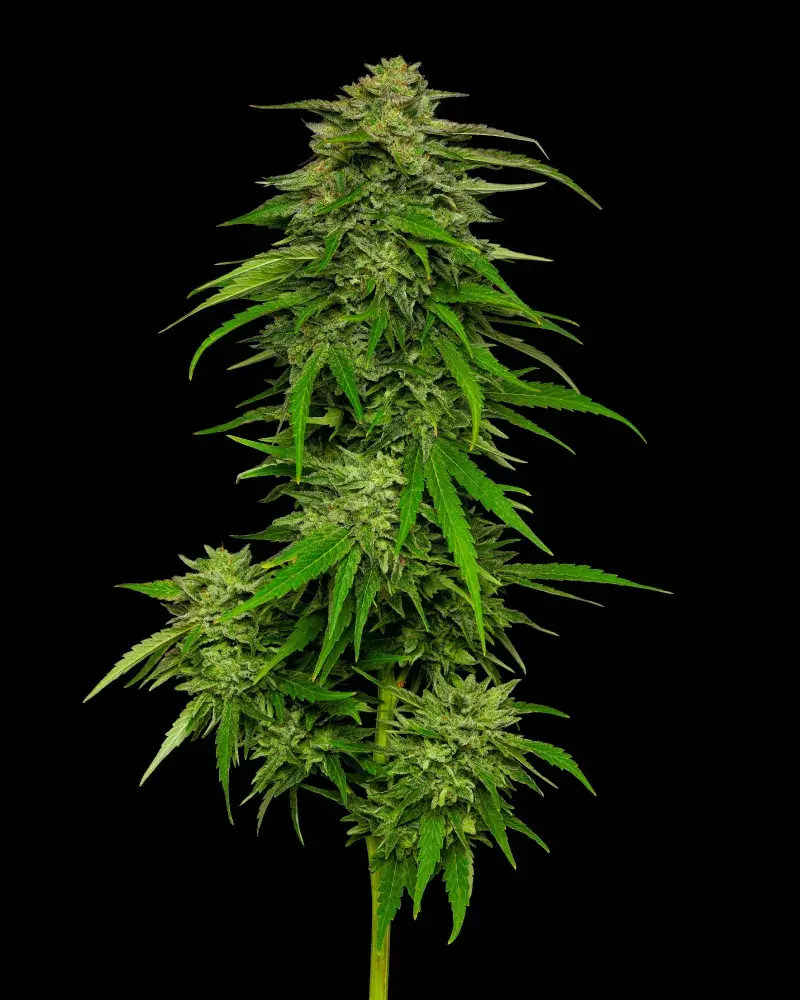 Mango Sherbet Auto Feminised Cannabis Seeds - Humboldt Seed Company