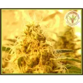 Dr Krippling Mango Mist Shake Kali's Fruitful Feminised Cannabis Seeds For Sale