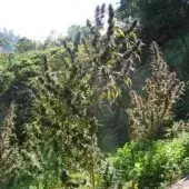 CBG Mangobiche Regular Cannabis Seeds