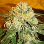 Marmalate Feminised Cannabis Seeds | Delicious Seeds