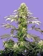 Matanuska Tundra Feminised Cannabis Seeds (AKA Alaskan Thunderfuck) | Sagarmatha Seeds