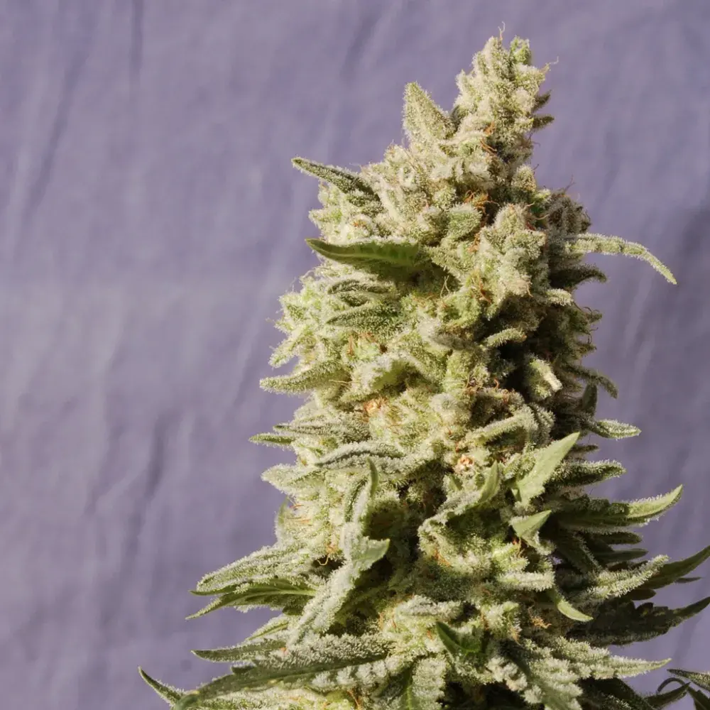 Mataro Blue Feminised Cannabis Seeds