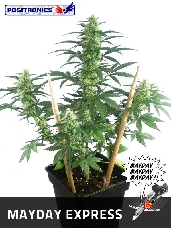 May Day Express Feminised Cannabis Seeds | Positronics
