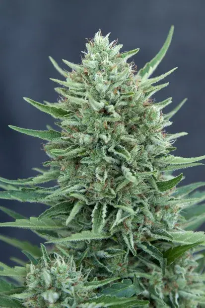  Med GOM Auto Feminised Cannabis Seeds