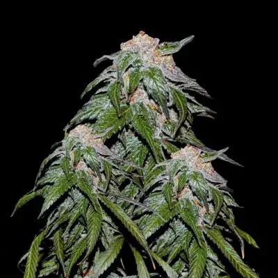 Medical VIP Feminised Cannabis Seeds
