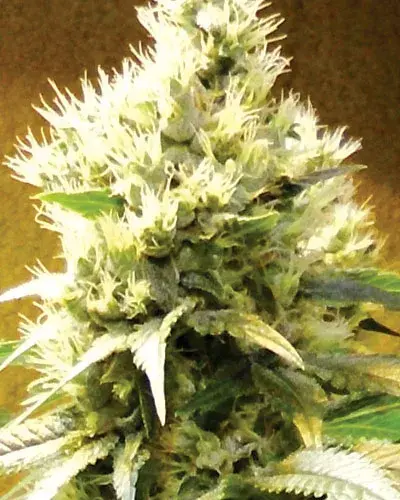 Afghani Regular Cannabis Seeds