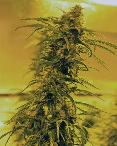 Black Blood Feminised Cannabis Seeds