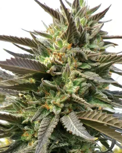 Blue Blood Regular Cannabis Seeds