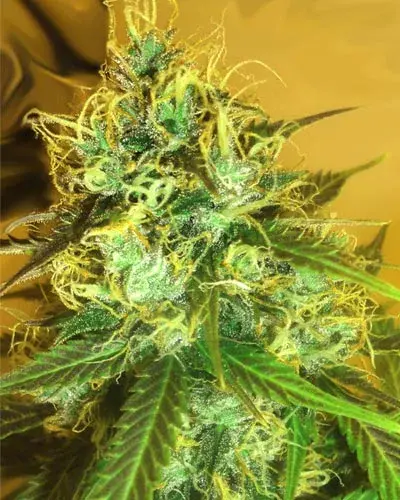 Blue Mountain Durban Regular Cannabis Seeds