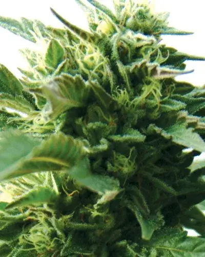Bubba Kush Regular Cannabis Seeds