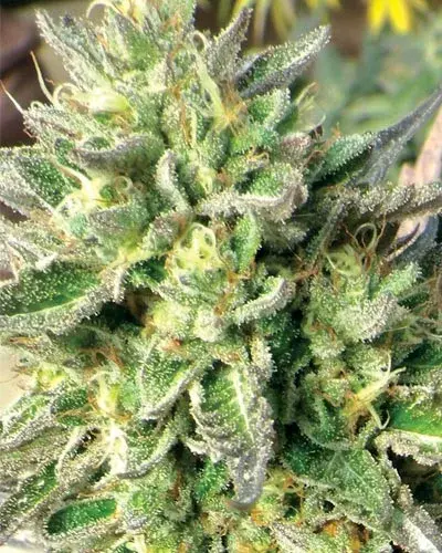 Chem Dawg Feminised Cannabis Seeds