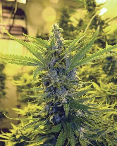 Critical Dawg Feminised Cannabis Seeds