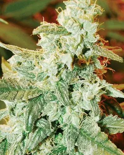 Kush Fromage Auto Feminised Cannabis Seeds