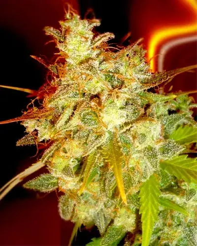 Mazari Grape Regular Cannabis Seeds