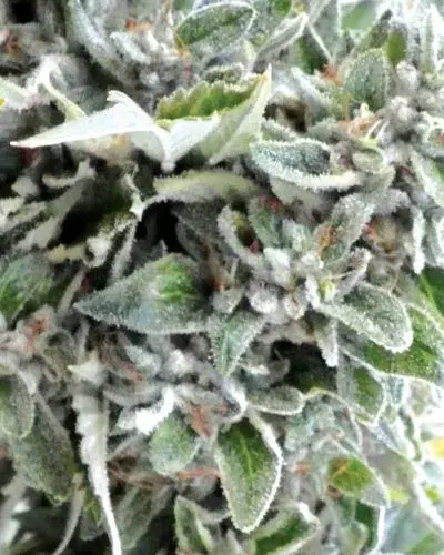 OG Kush Regular Cannabis Seeds