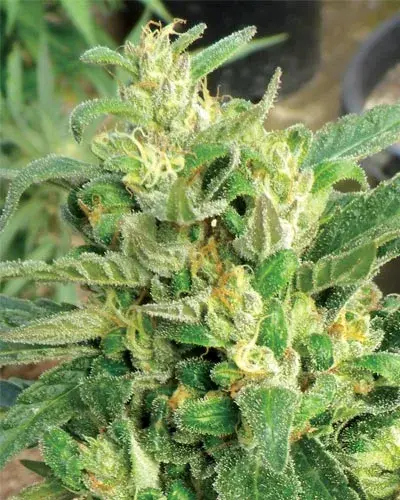 Scrog Feminised Cannabis Seeds
