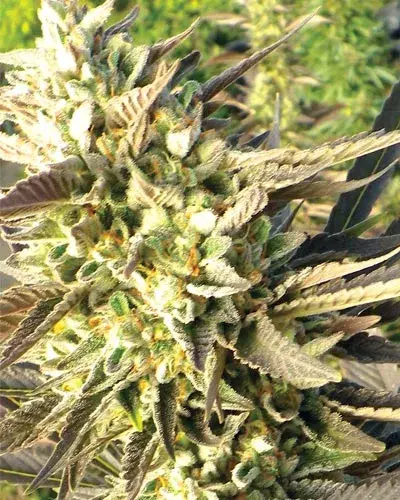 Trainwreck Feminised Cannabis Seeds