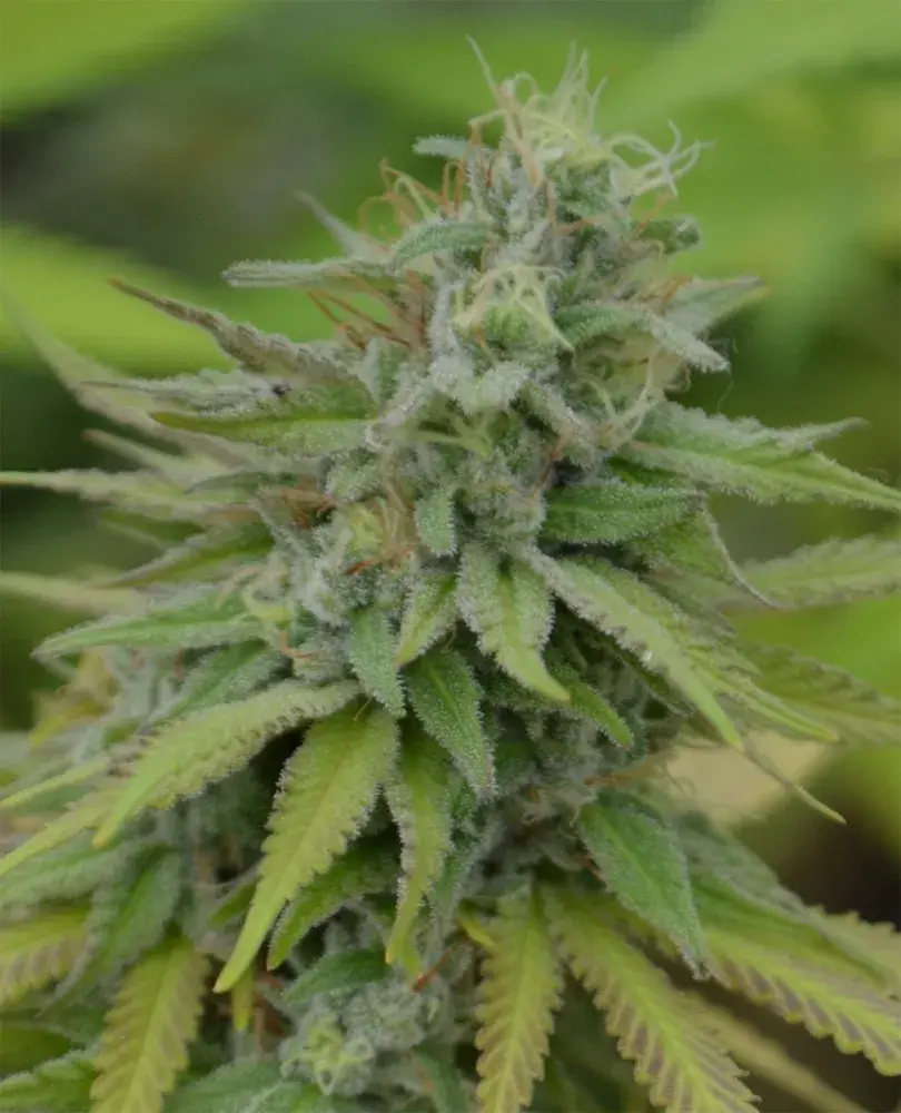 Cookies Dream Feminised Cannabis Seeds | Medicann