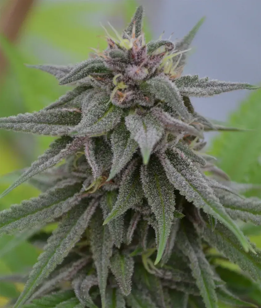 Peach Candy Feminised Cannabis Seeds | Medicann
