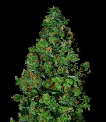 Membrana Auto Feminised Cannabis Seeds