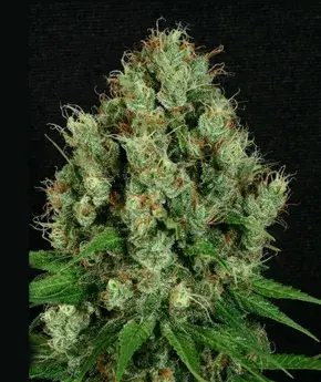 Mendo Diesel Regular Cannabis Seeds | Apothecary Genetics Seeds
