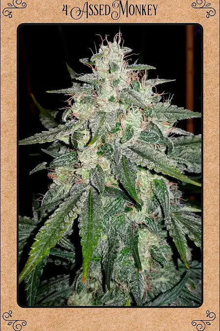 4 Assed Monkey Auto Feminised Cannabis Seeds | Mephisto Genetics