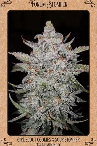 Forum Stomper Auto Feminised Cannabis Seeds | Mephisto Genetics