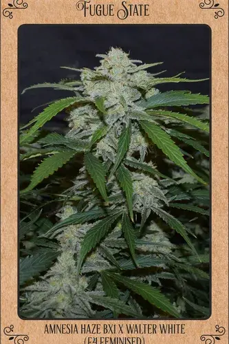 Fugue State Auto Feminised Cannabis Seeds | Mephisto Genetics