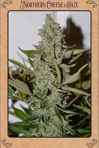 Northern Cheese Haze Auto Feminised Cannabis Seeds | Mephisto Genetics
