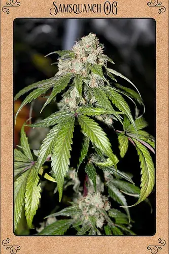 Samsquanch OG Auto Feminised Cannabis Seeds | Mephisto Genetics