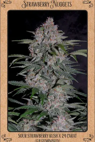 Strawberry Nuggets Auto Feminised Cannabis Seeds | Mephisto Genetics