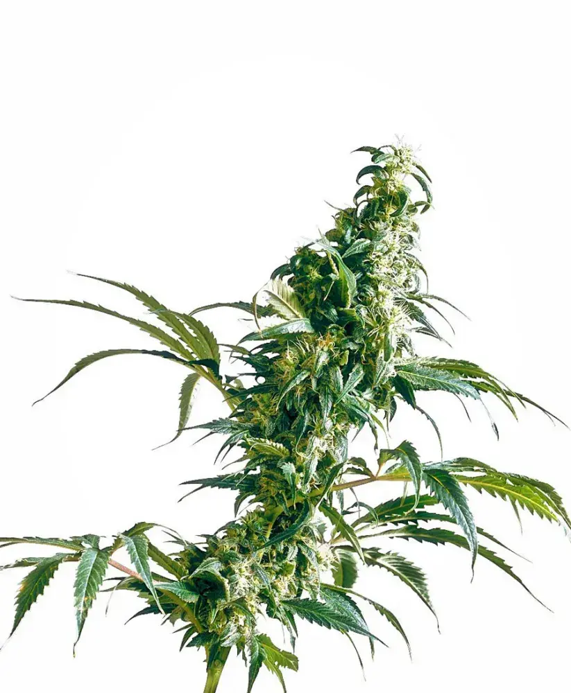 Mexican Sativa Feminised Cannabis Seeds | Sensi Seeds 
