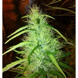 Mexican Haze Feminised Cannabis Seeds | C.B.D. Seeds