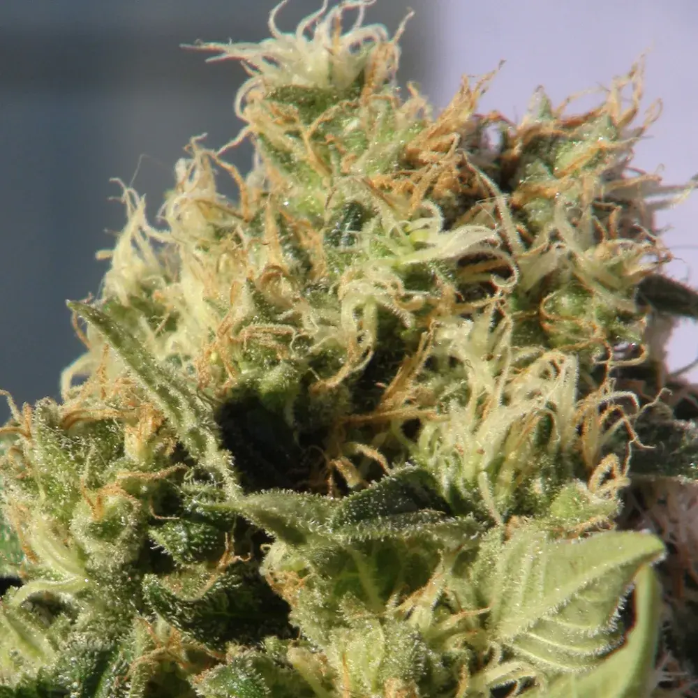 Mikromachine Auto Feminised Cannabis Seeds