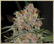 Gage Green Mindscape Cannabis Seeds