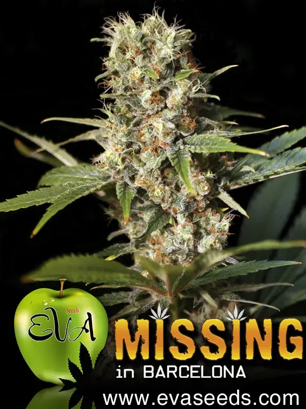 Missing in Barcelona (MIB) Feminised Cannabis Seeds