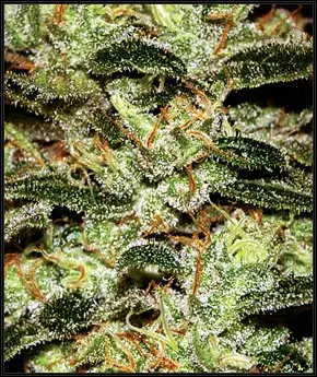 Moby Dick Feminised Cannabis Seeds | Green House Seeds