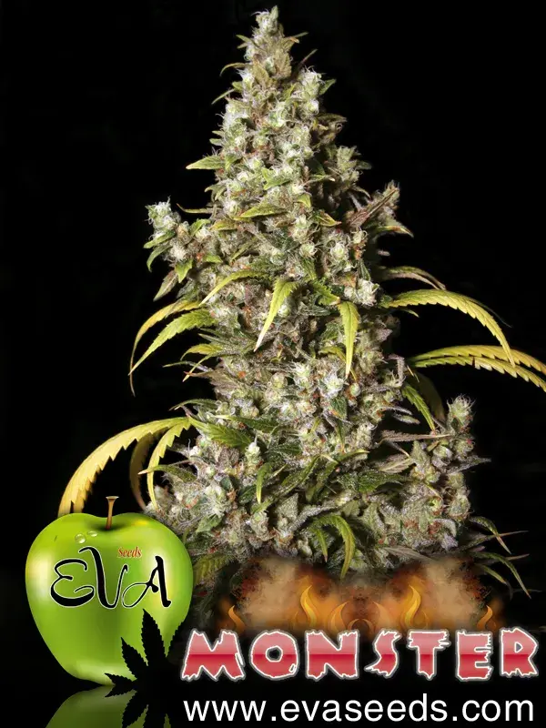 Monster Feminised Cannabis Seeds